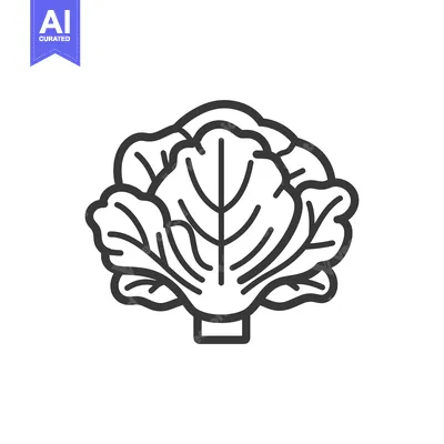 Aset premium populer: Line Drawing of a Single Cabbage