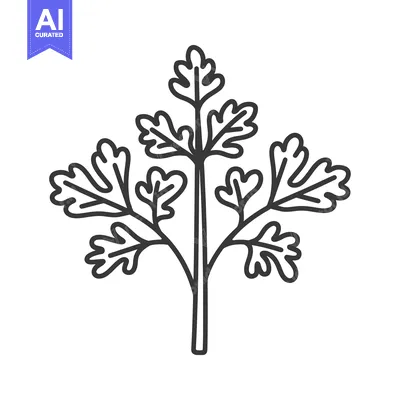 Aset premium populer: Line drawing of a single cilantro sprig