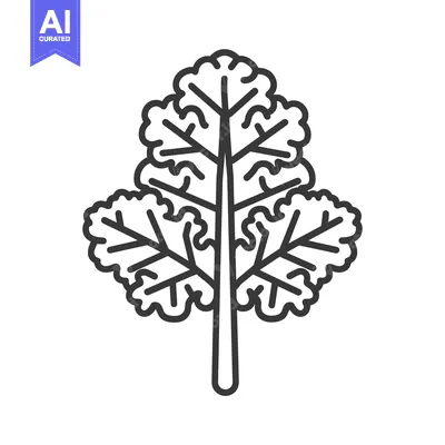 Aset premium populer: Line Drawing of a Single Kale Leaf
