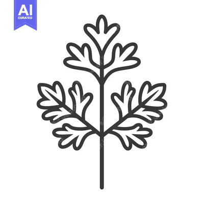 Popular premium asset: Line Drawing of a Single Sprig of Parsley