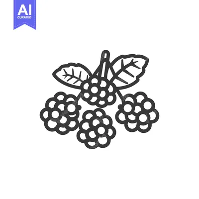 Aset desain premium: Line drawing of four blackberries with leaves