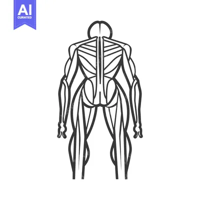 Premium design asset: Line drawing of the human muscular system from the back