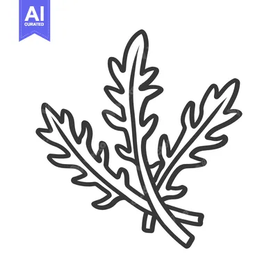 Aset premium populer: Line Drawing of Three Arugula Leaves