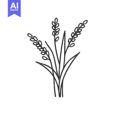 Popular premium asset: Line Drawing of Three Rice Stalks with Grains