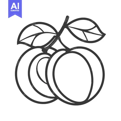 Popular premium asset: Line Drawing of Two Apricots with a Leaf