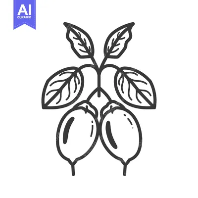 Premium design asset: Line Drawing of Two Fruits with Leaves on a Branch