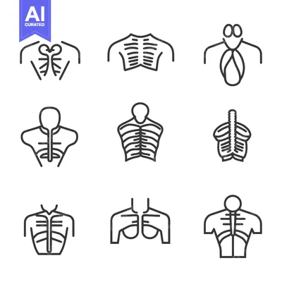 Popular premium asset: Line Icons of Human Anatomy Chest and Ribs