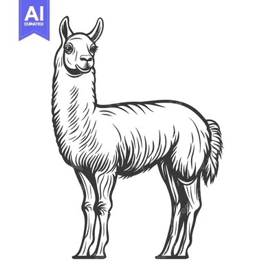 Aset premium populer: A stylized black and white illustration of a llama standing still