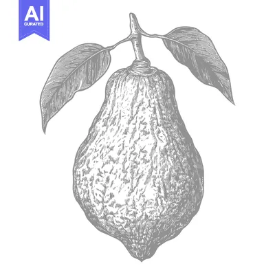 Popular premium asset: A hand drawn illustration of a pear shaped fruit with leaves