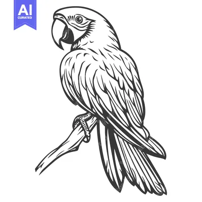 Popular premium asset: A detailed monochrome line drawing of a parrot on a branch