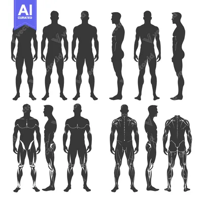 Aset desain premium: Male Body Silhouettes in Various Poses, Including Muscle Definition