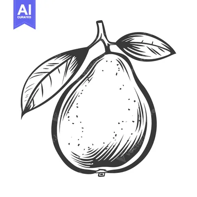 Popular premium asset: A detailed ink illustration of a pear with leaves