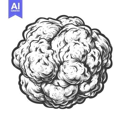 Artistic Rendering Illustrates a Human Brain Anatomical Study Image