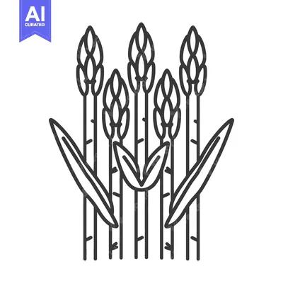Asparagus stalks illustration showing a healthy crop