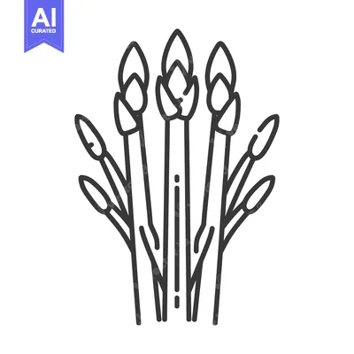 Aset desain premium: Asparagus stalks with emerging buds display vibrant growth