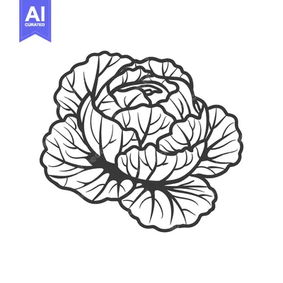 Aset premium populer: Detailed Line Drawing of a Cabbage Head