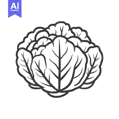 Aset premium populer: A Simple Line Drawing Of A Cabbage Head