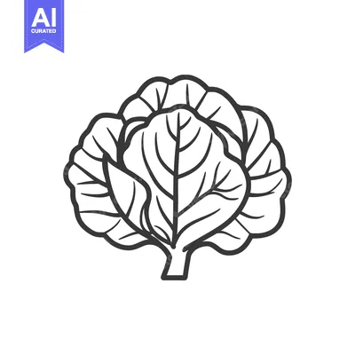 Aset desain premium: A Simple Line Drawing Of A Cabbage Vegetable