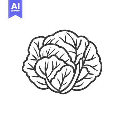 Aset premium populer: A Simple Line Drawing Of A Head Of Cabbage