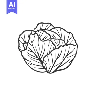 Popular premium asset: A Detailed Line Drawing Of A Cabbage Head