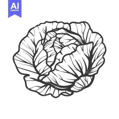Aset premium populer: A Detailed Line Drawing Of A Cabbage Head