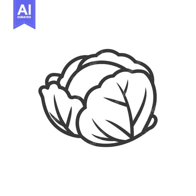 Popular premium asset: Simple Line Drawing Of A Cabbage Vegetable