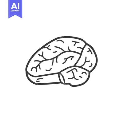 Aset premium populer: Line Drawing of a Human Brain Showing Its Lobes