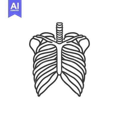 Aset desain premium: Simple Illustration Depicting Human Rib Cage Anatomy Clearly Defined