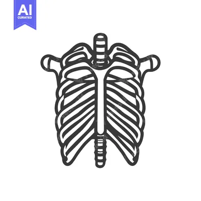 Premium design asset: Anatomical Illustration Depicting the Human Rib Cage and Spine