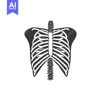 Aset premium populer: An anatomical illustration depicting a human torso skeletal structure