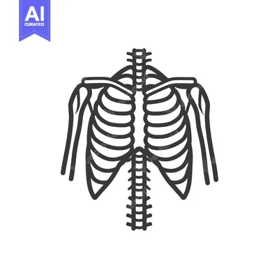 Aset desain premium: An anatomical illustration depicting the front human skeletal structur