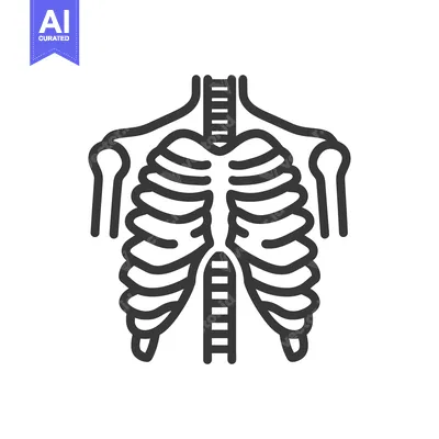 Aset premium populer: Simple graphic illustration depicting the human chest and ribcage anat