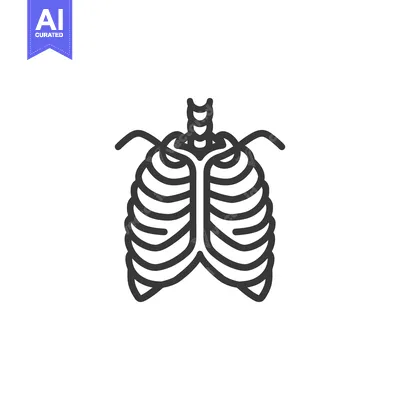 Aset desain premium: A simplified diagram of the human rib cage structure
