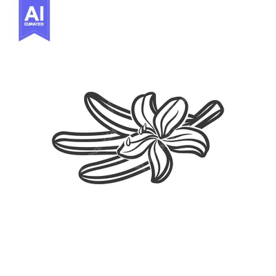 Premium design asset: A simple black line drawing of vanilla flowers and pods