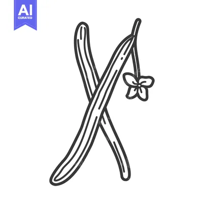 Aset premium populer: A linear sketch depicting vanilla beans with a flower attached