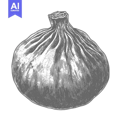 Aset premium populer: A detailed monochrome illustration of a plump ripe fig on white