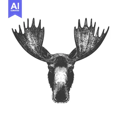 A detailed black and white sketch of a moose head with antlers
