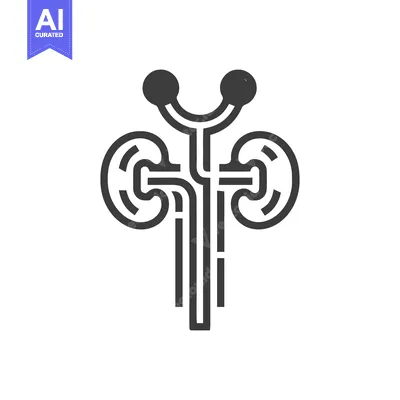 Popular premium asset: Stylized Human Urinary System Icon: Kidneys, Ureters, Bladder, Adrenal