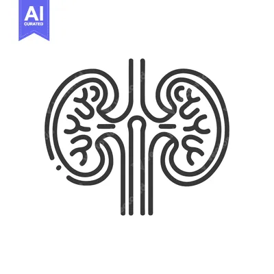 Premium design asset: Minimalist Kidney Icon: Anatomical Illustration in Black and White Lin