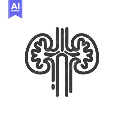 Popular premium asset: Minimalist Kidney Icon: Anatomical Outline Illustration on White Backg