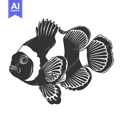 Black and White Illustration of an Ocellaris Clownfish