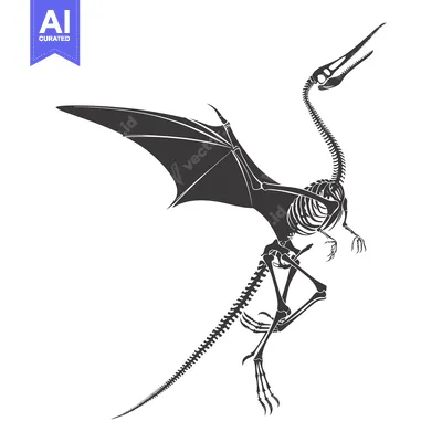 Premium design asset: Skeletal Illustration of a Flying Pterodactyl Dinosaur