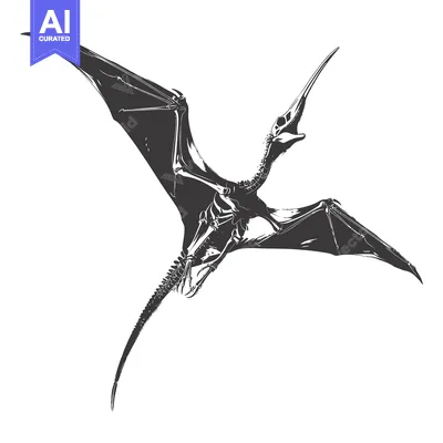 Popular premium asset: A skeletal drawing of a pterodactyl in mid-flight