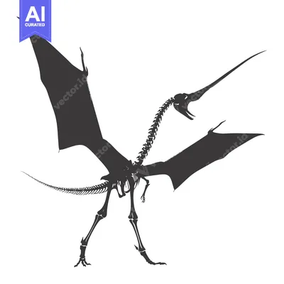 Skeletal Illustration of a Pterodactyl with Open Wings