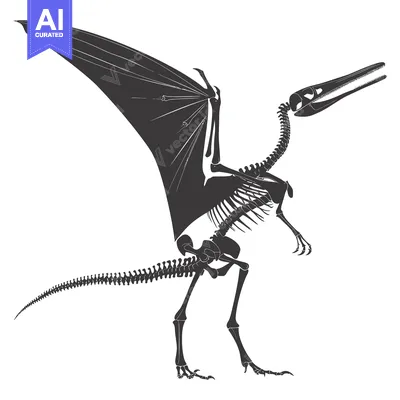 Skeletal Illustration of a Pterosaur with Extended Wingspan