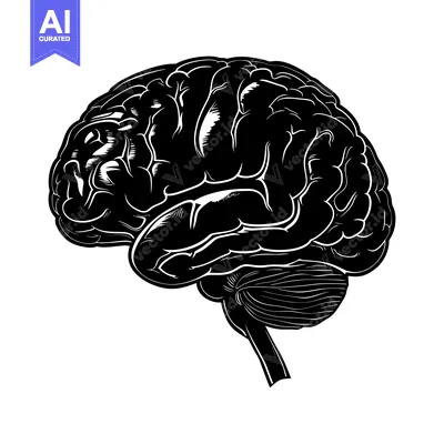 Black and White Illustration of a Human Brain in Profile