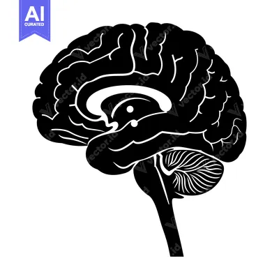 A detailed, black and white illustration of the human brain