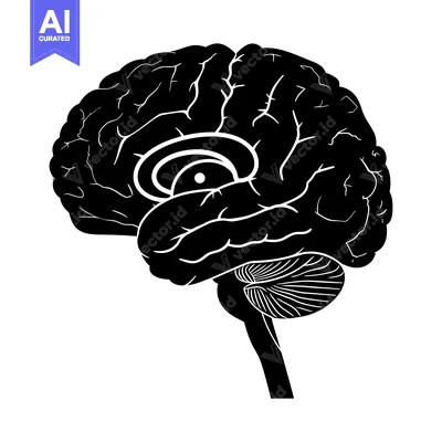 Aset desain premium: Black and White Silhouette of a Human Brain with Detailed Anatomy