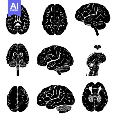 Nine Black and White Illustrations of the Human Brain