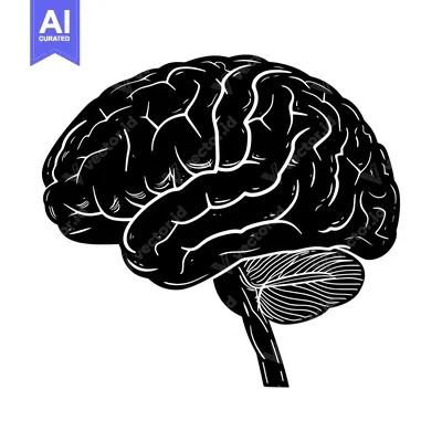A black and white silhouette of a human brain, side view.